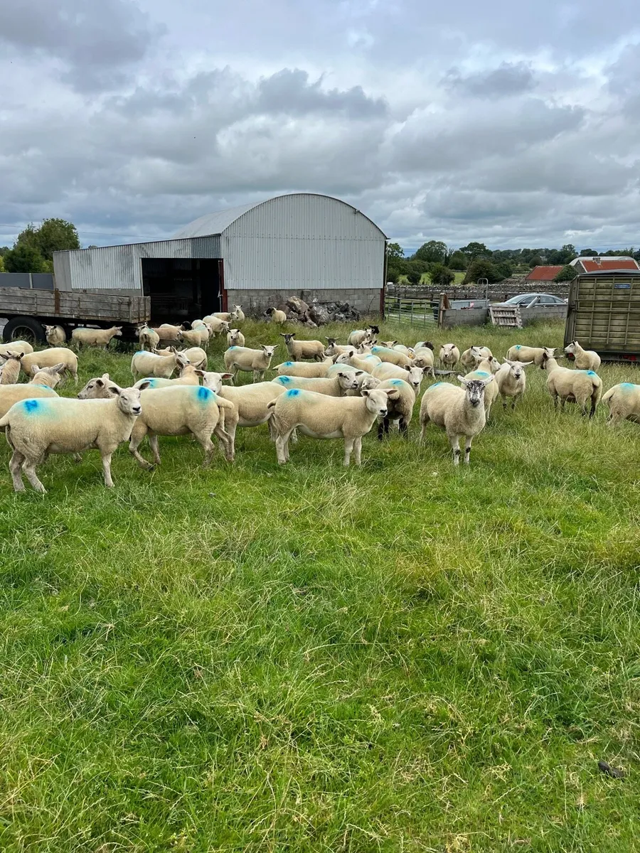 Hoggets - Image 3