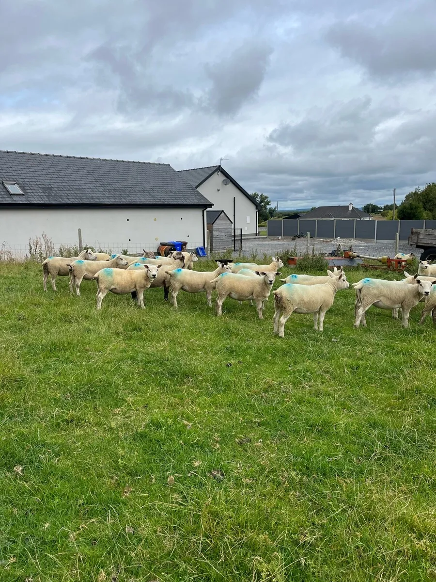 Hoggets - Image 4
