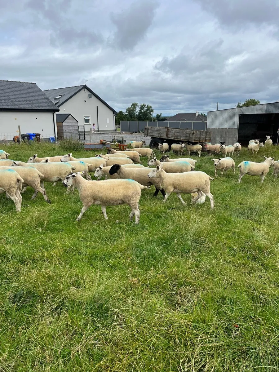 Hoggets - Image 2