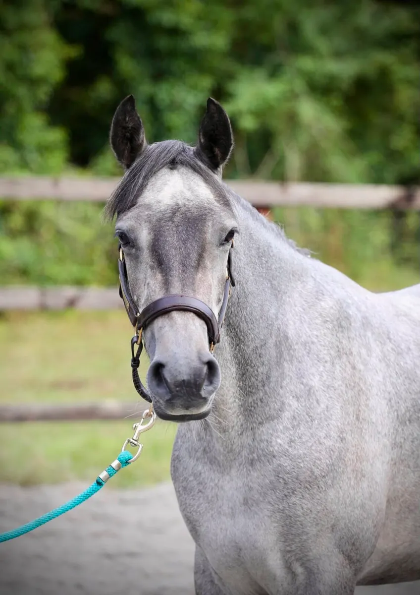 3 year old Gelding for Clifden - Image 3