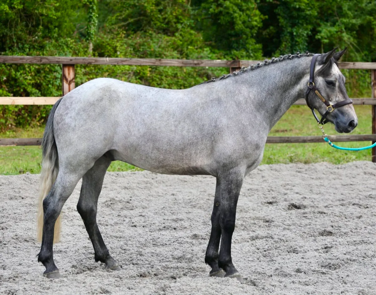 3 year old Gelding for Clifden - Image 4