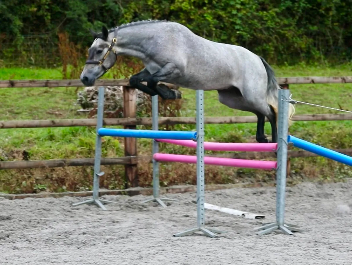 3 year old Gelding for Clifden - Image 1