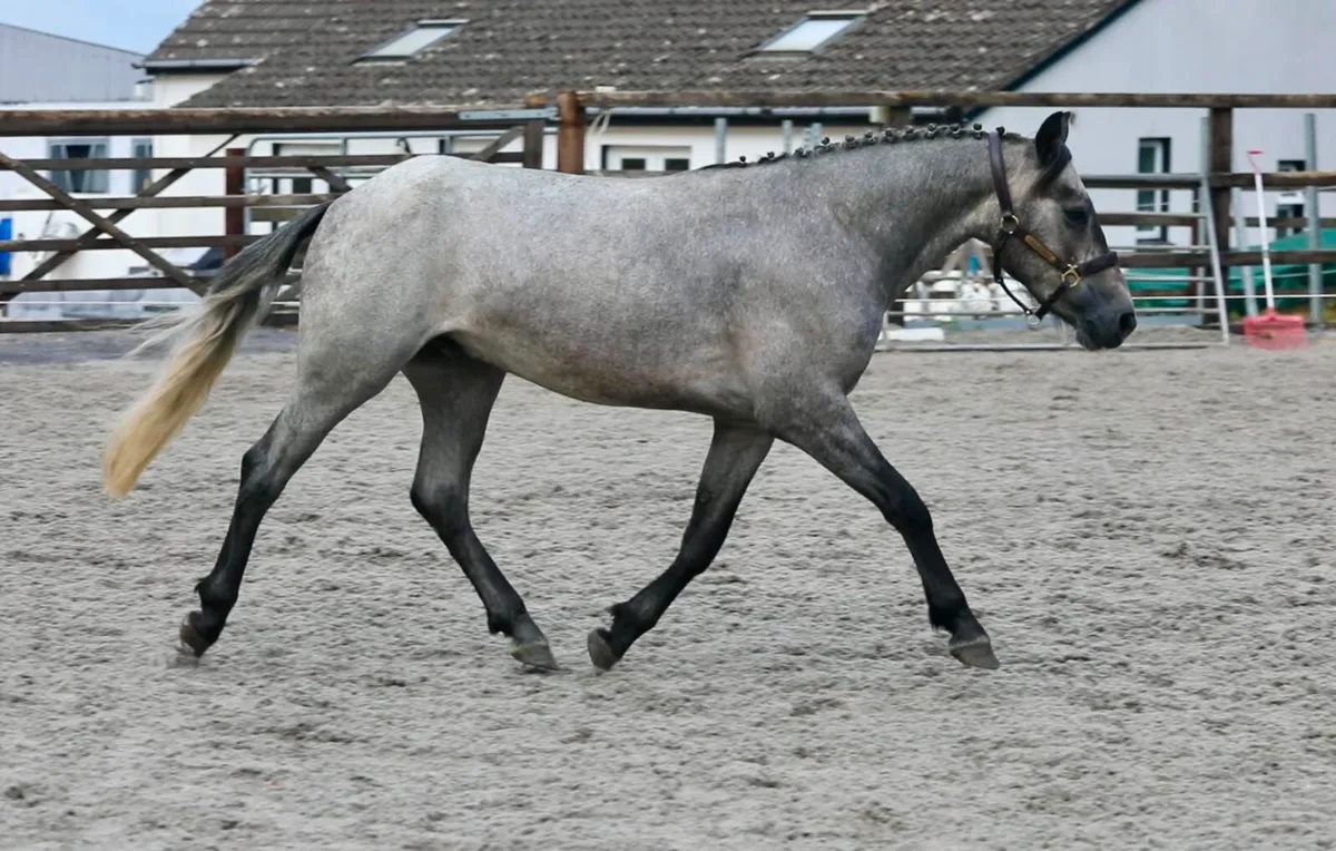 3 year old Gelding for Clifden - Image 2