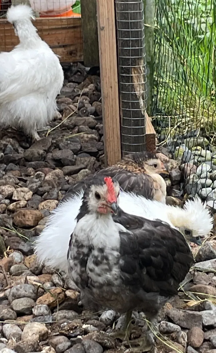 Ducklings and chicks - Image 4