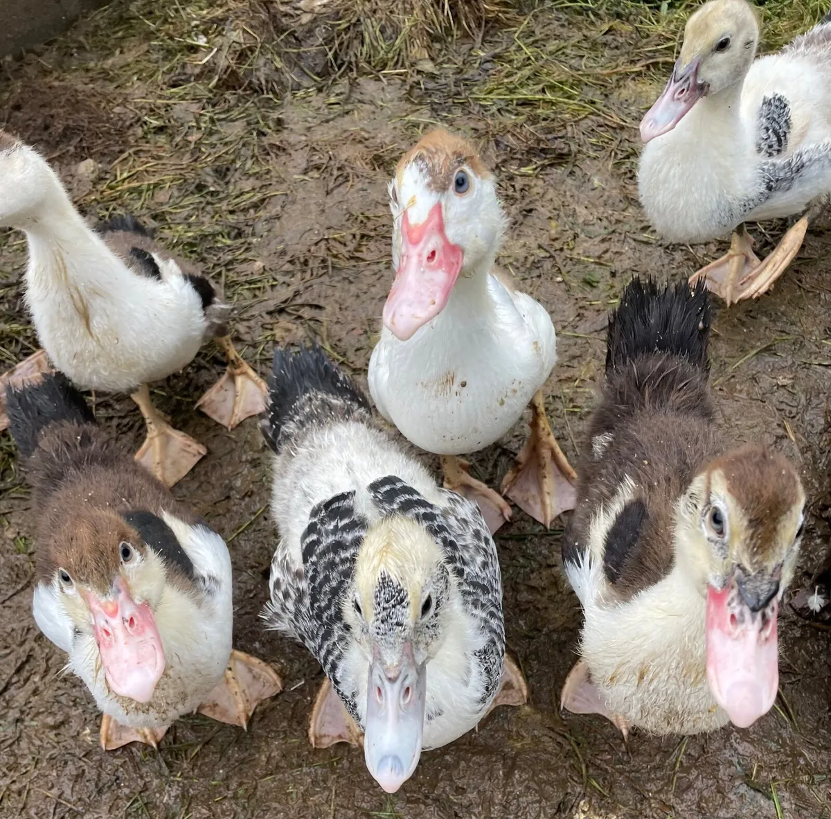 Ducklings and chicks - Image 1