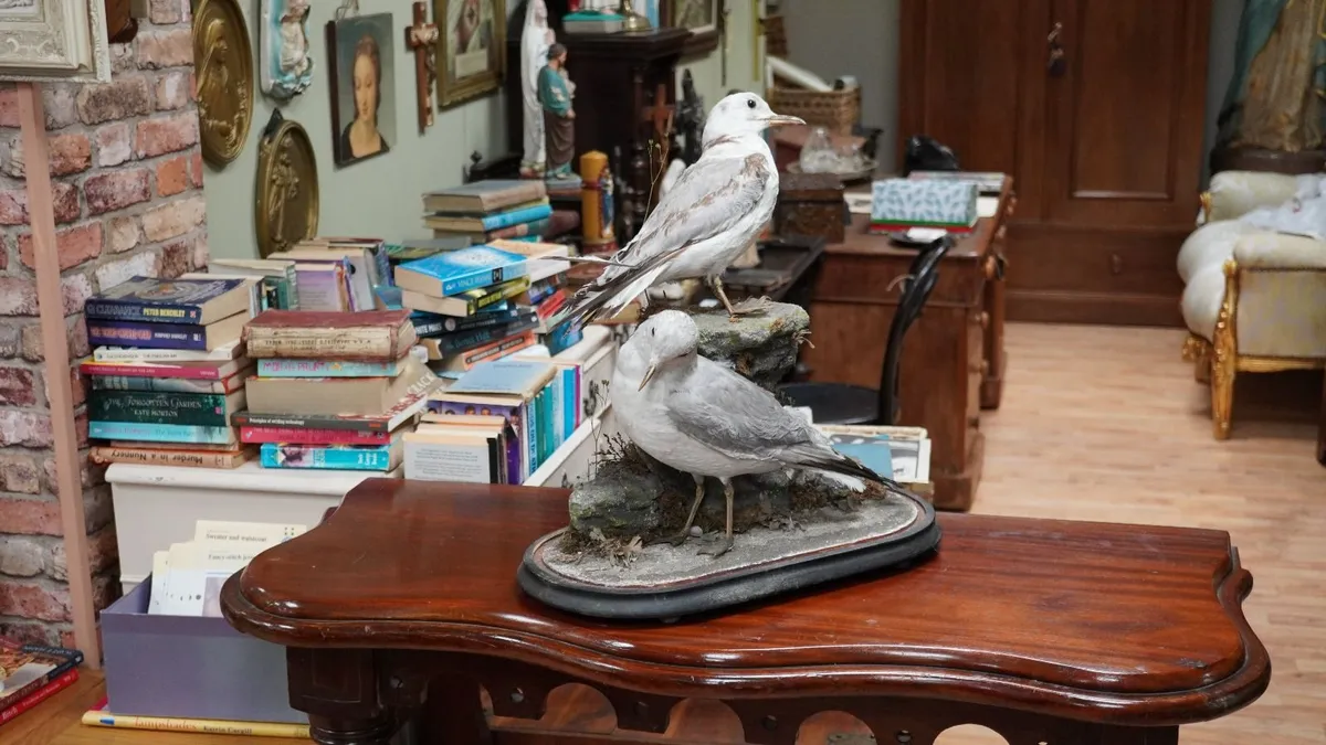 Pair of Vintage Taxidermy Gulls - Image 1