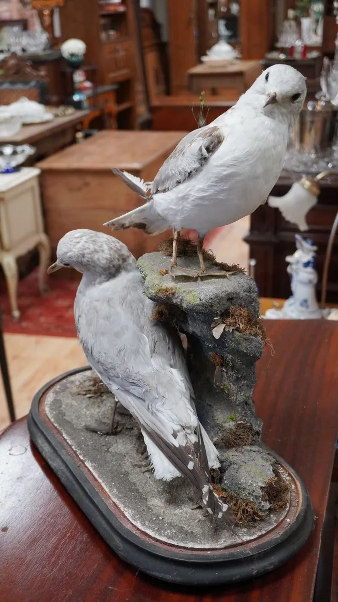 Pair of Vintage Taxidermy Gulls - Image 3