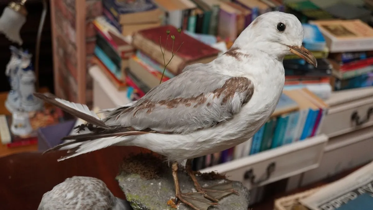 Pair of Vintage Taxidermy Gulls - Image 4