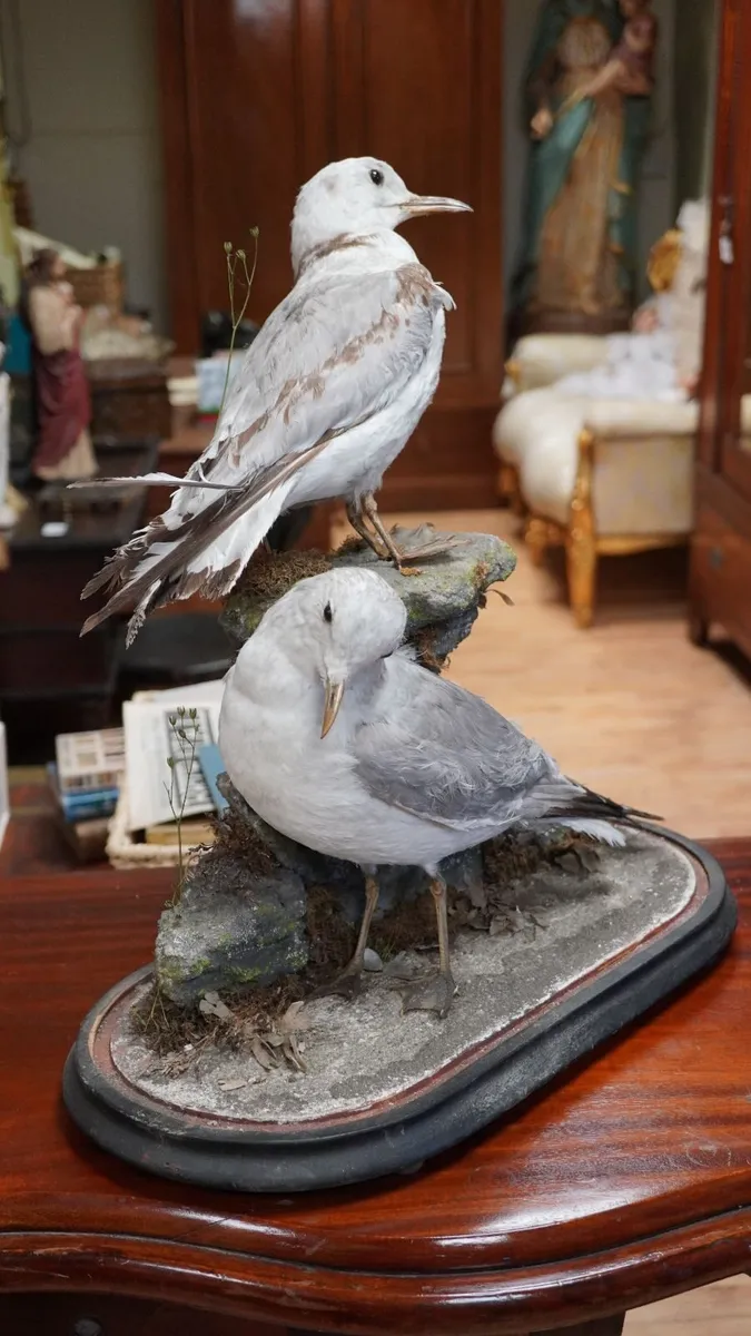 Pair of Vintage Taxidermy Gulls - Image 2