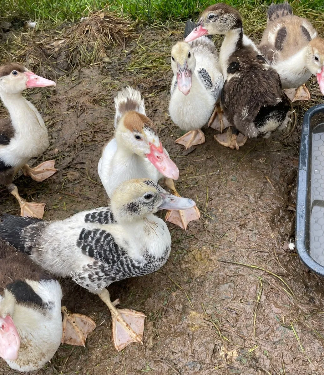 Ducklings and chicks - Image 3