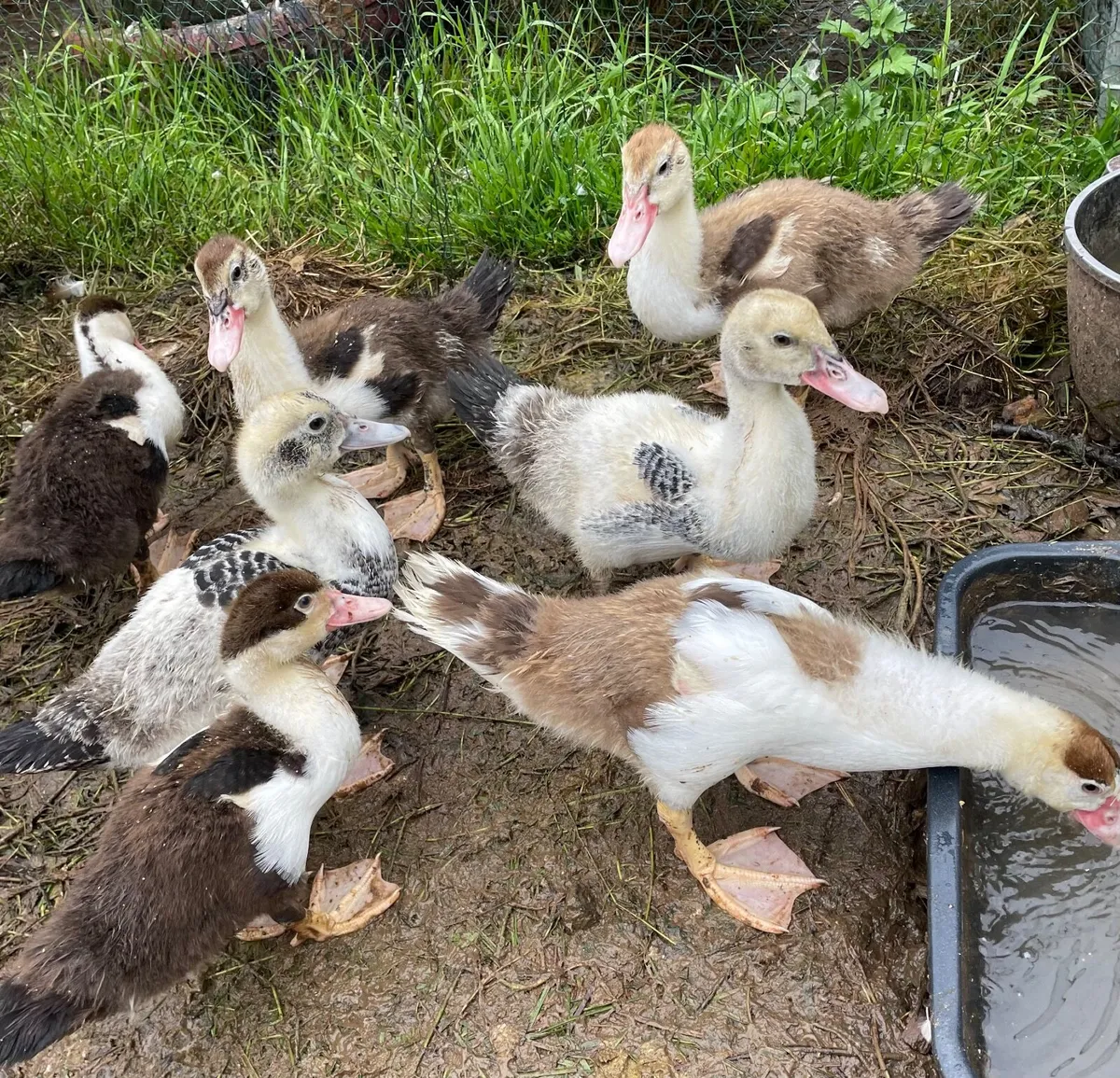 Ducklings and chicks - Image 2