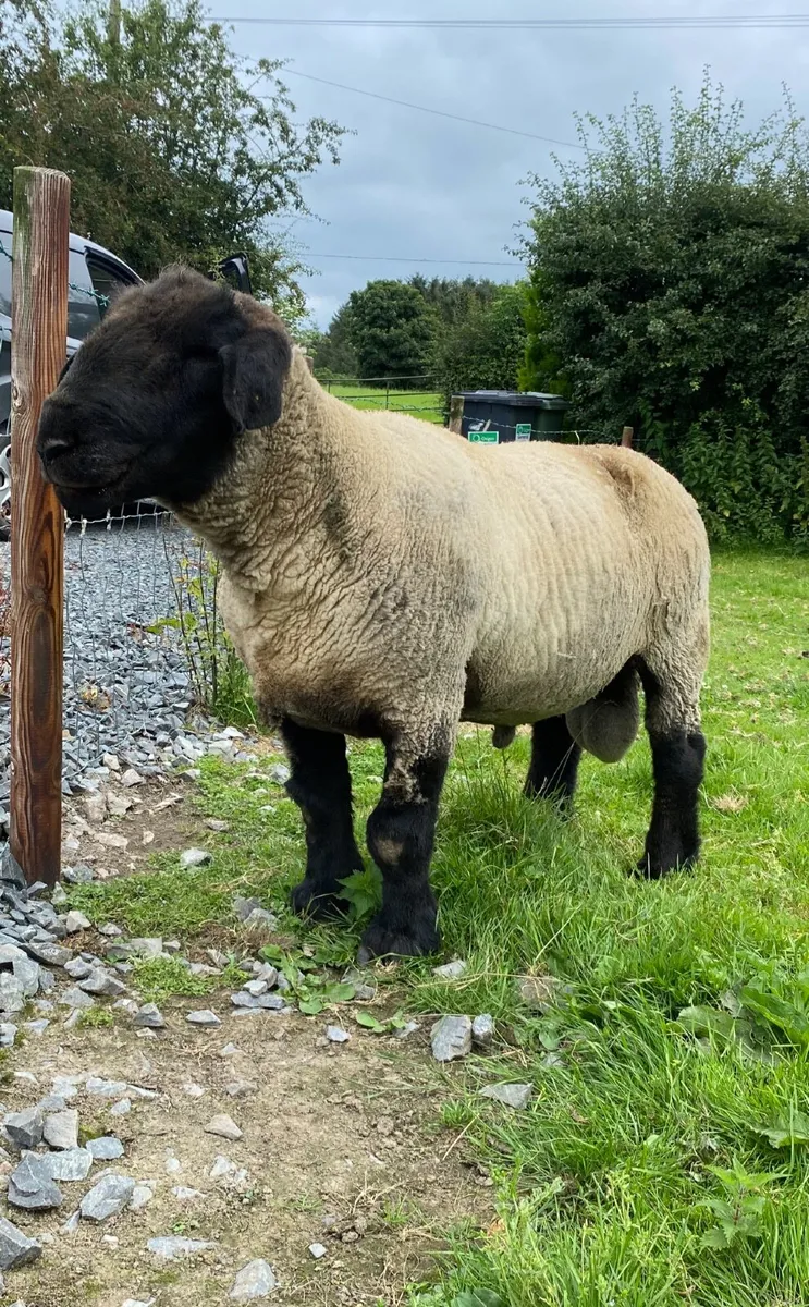 Suffolk Ram 4 year old €300 - Image 1