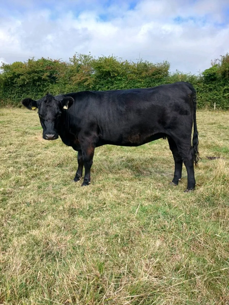 Pedigree Angus Heifer - Image 1
