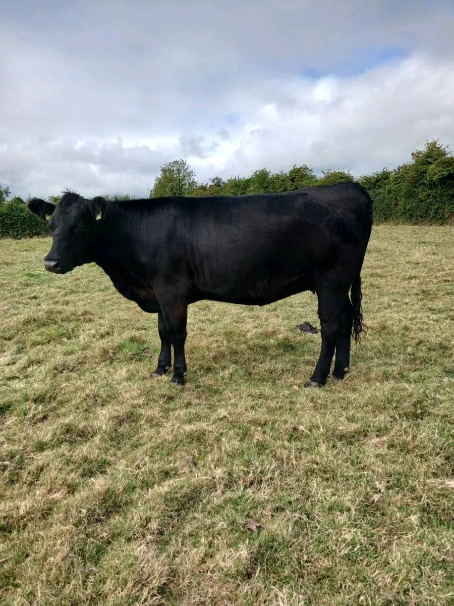 Pedigree Angus Heifer - Image 2