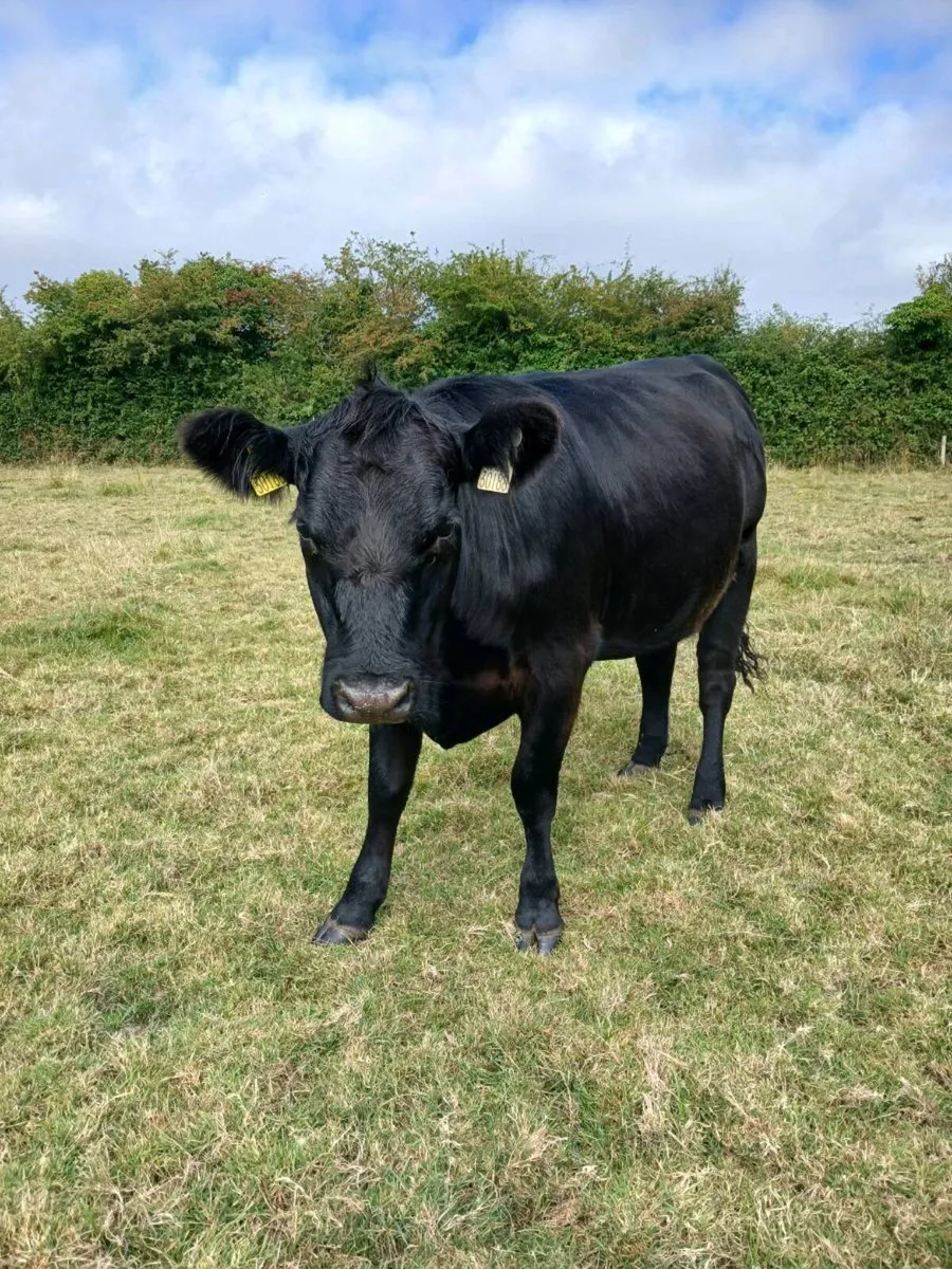 Pedigree Angus Heifer - Image 3