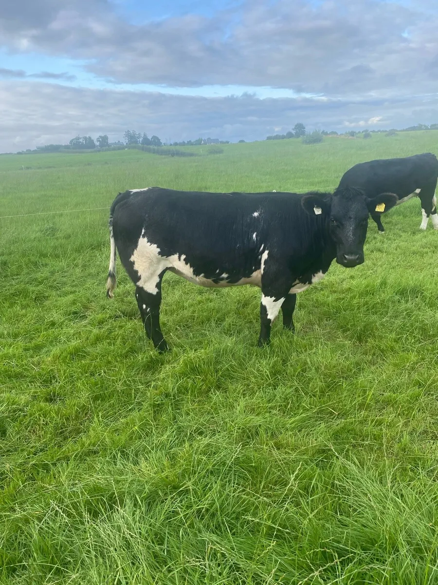 BBX Heifers 4* & 5* - Image 2