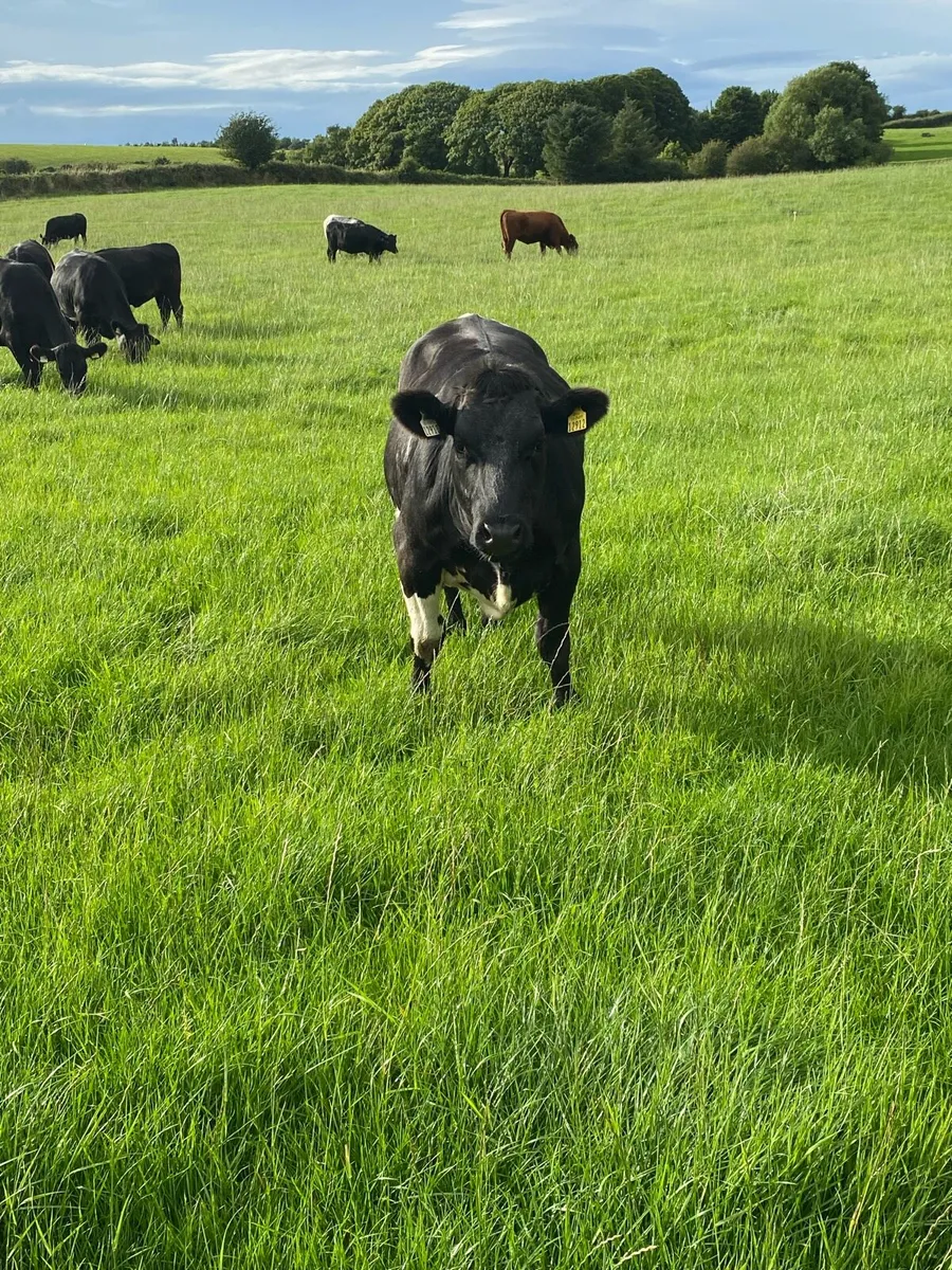 BBX Heifers 4* & 5* - Image 3