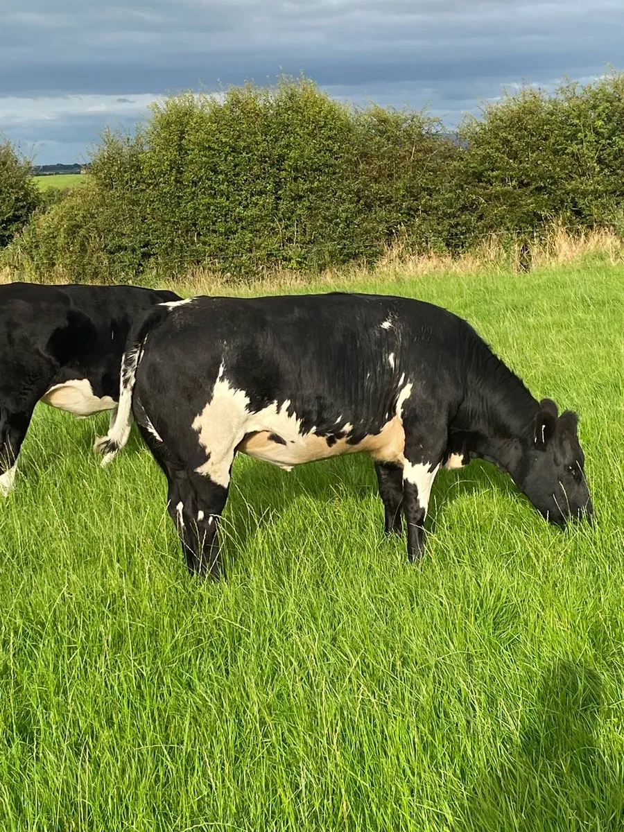 BBX Heifers 4* & 5* - Image 4
