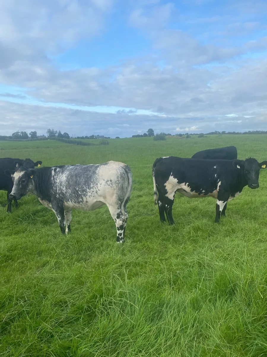 BBX Heifers 4* & 5* - Image 1