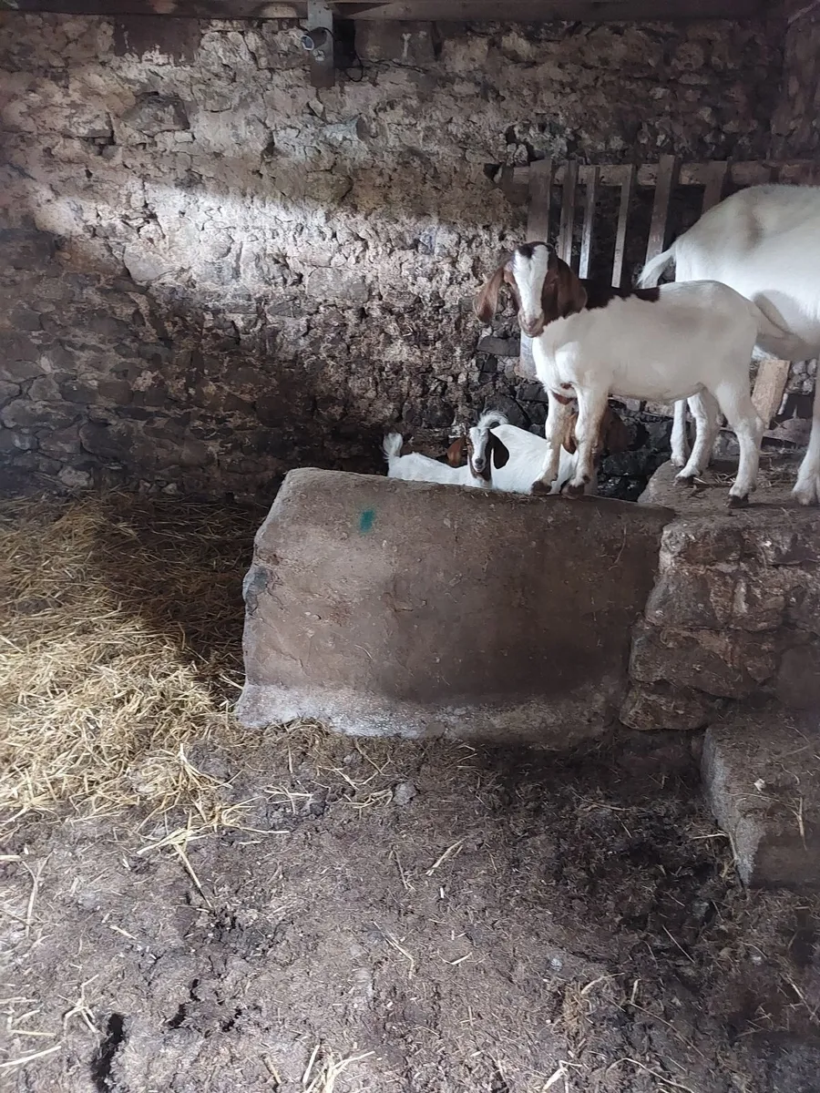 Boer Goat