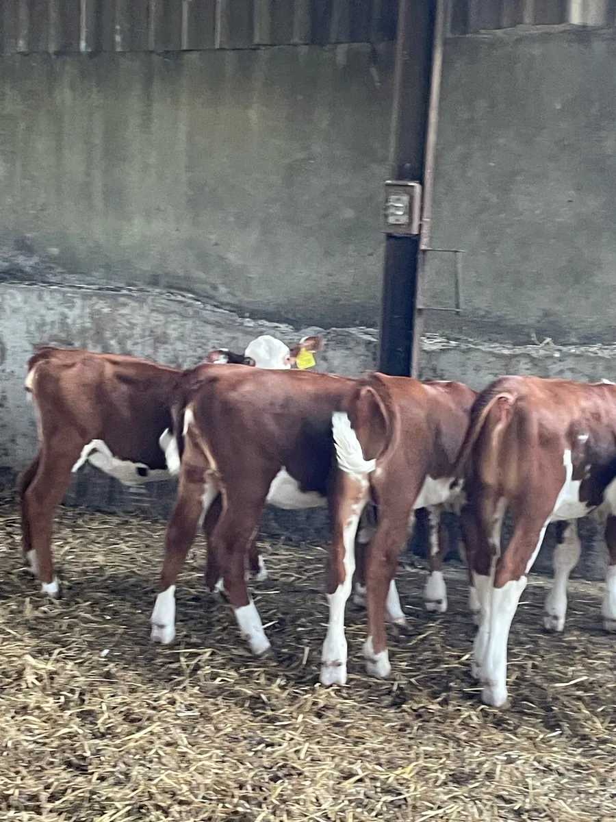 Organic calves - Image 1