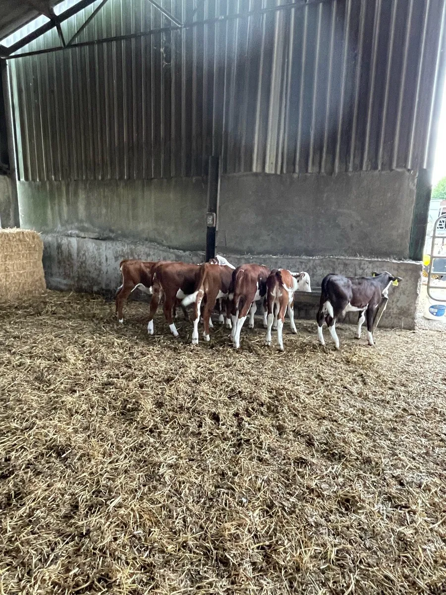 Organic calves - Image 2