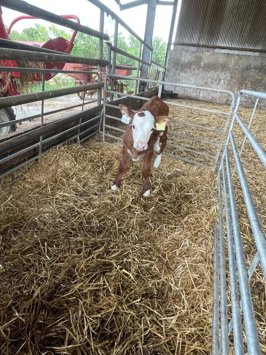 Organic calves - Image 3