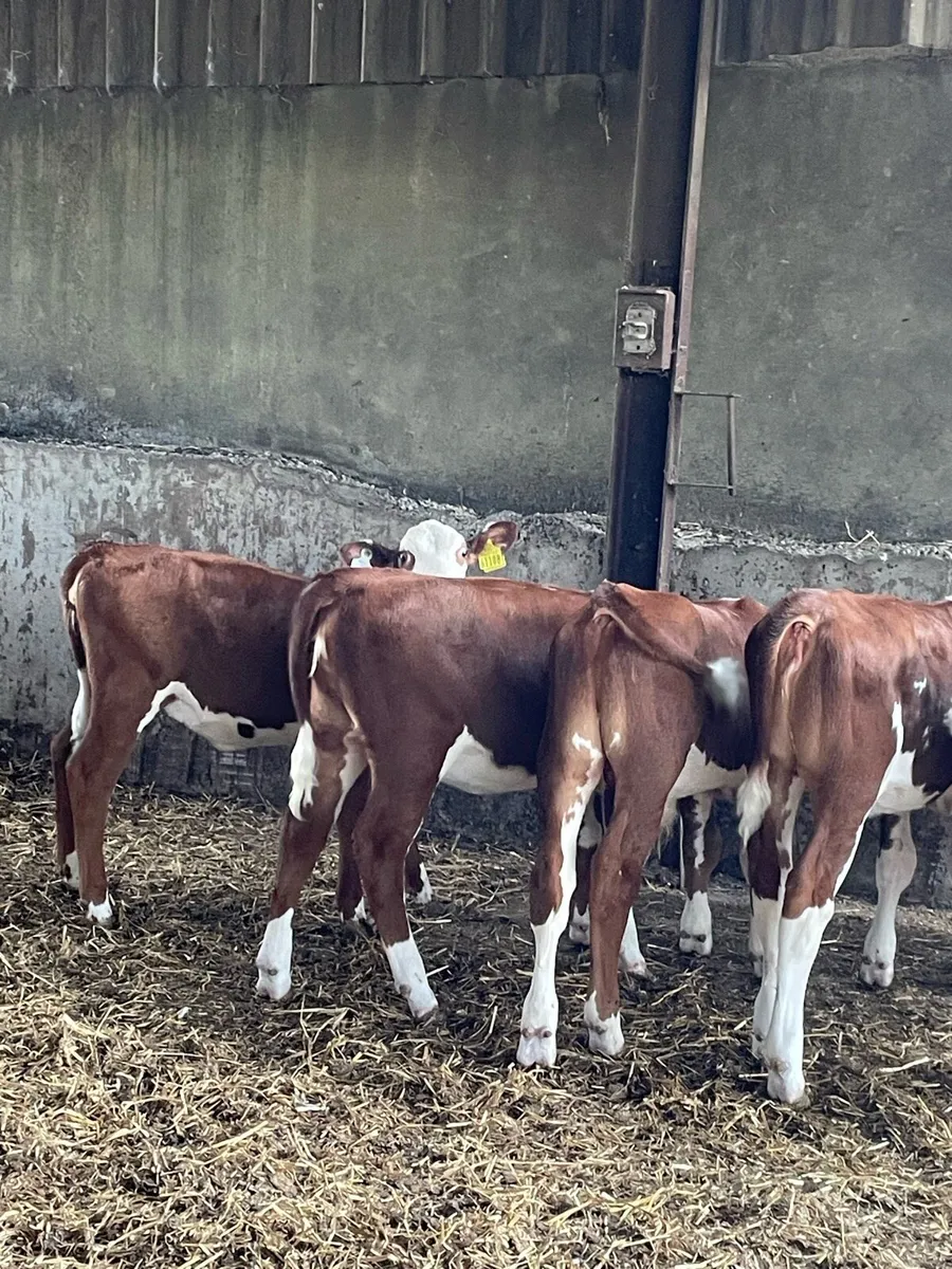 Organic calves - Image 4