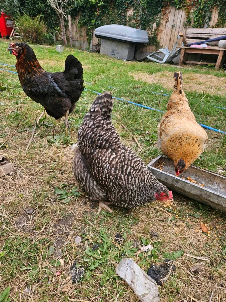 Chickens - Image 1