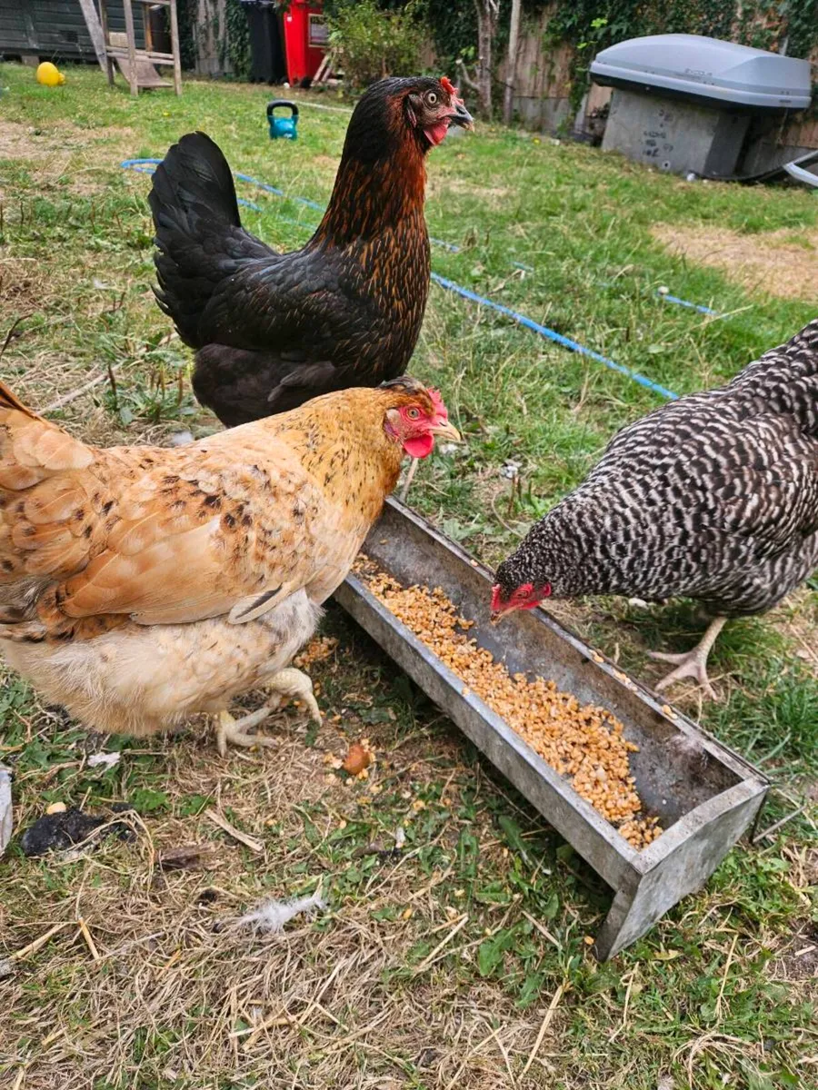 Chickens - Image 2