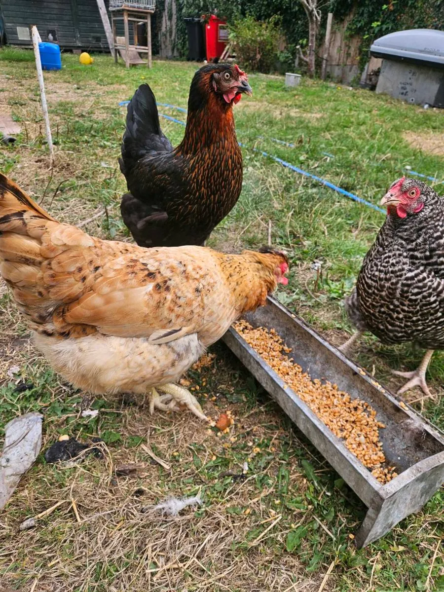 Chickens - Image 3