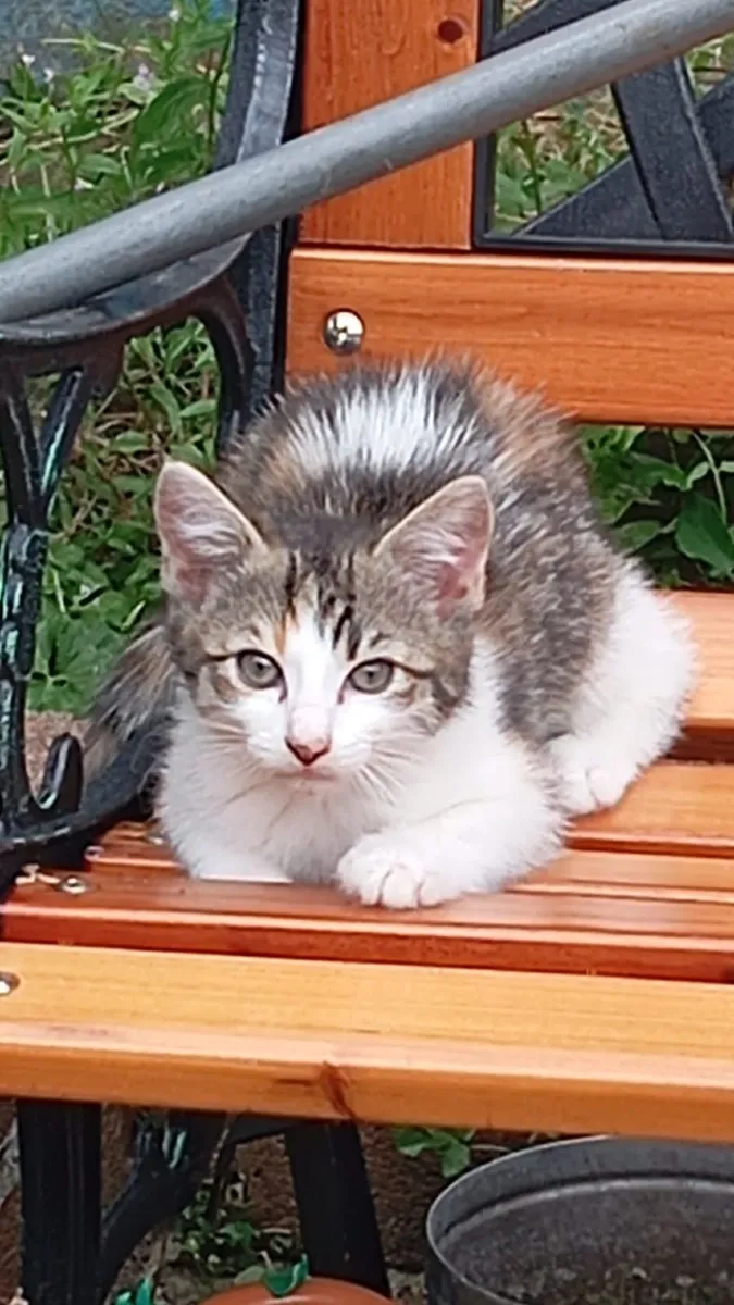 Kittens - Image 1