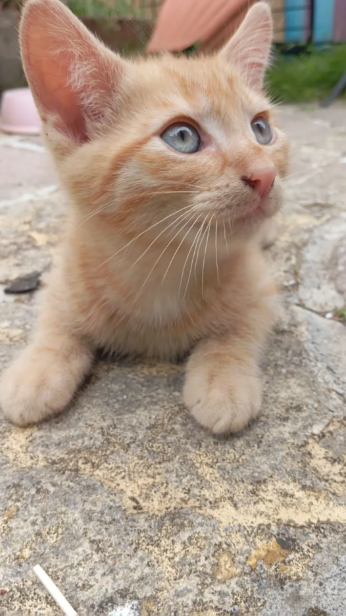 Kittens - Image 2