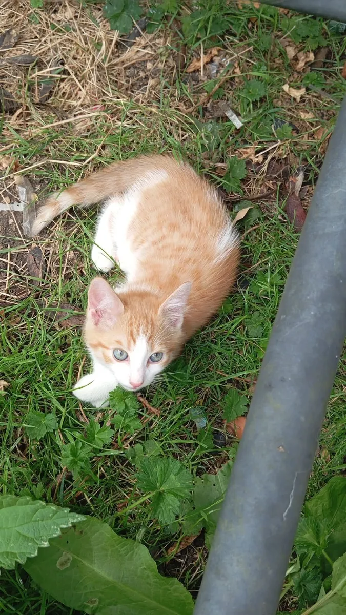 Kittens - Image 3
