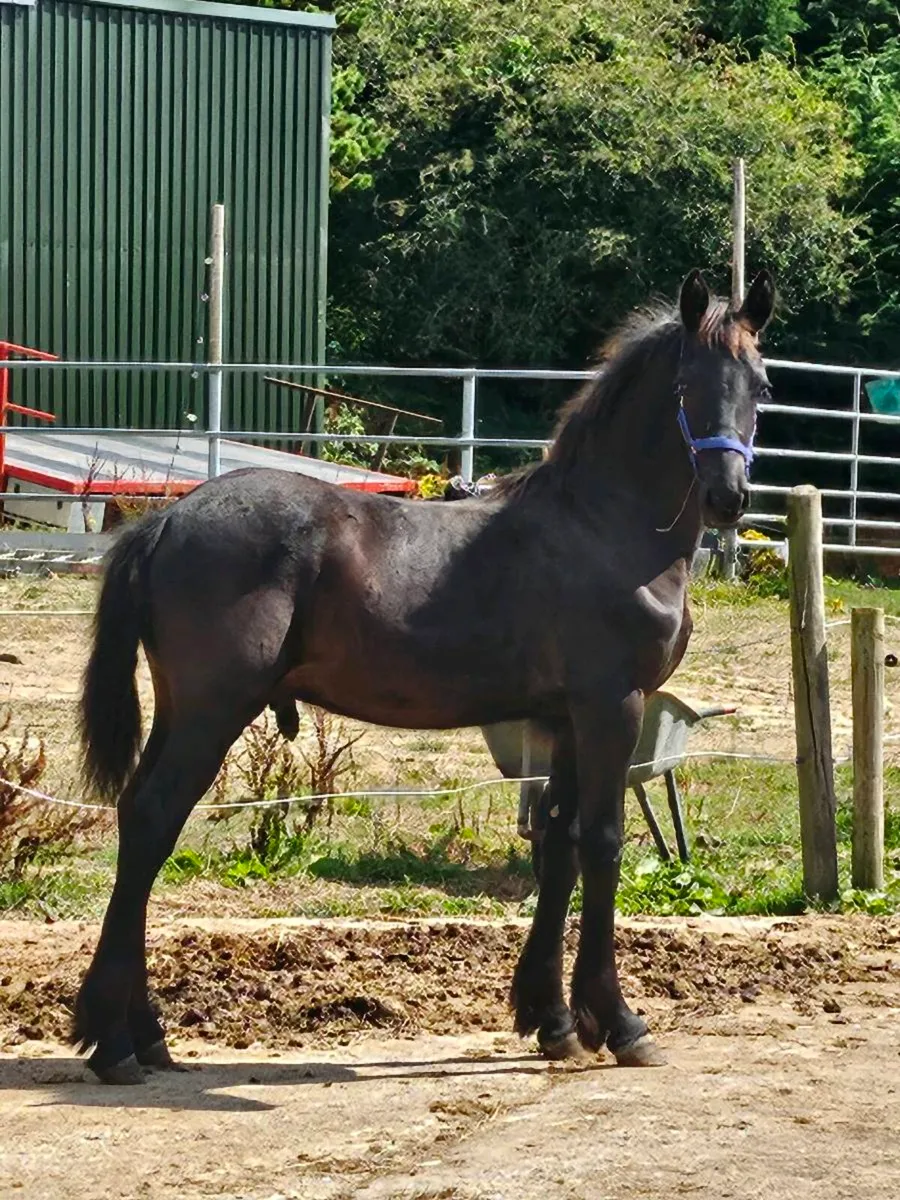 Friesian Colt Foal - Image 1