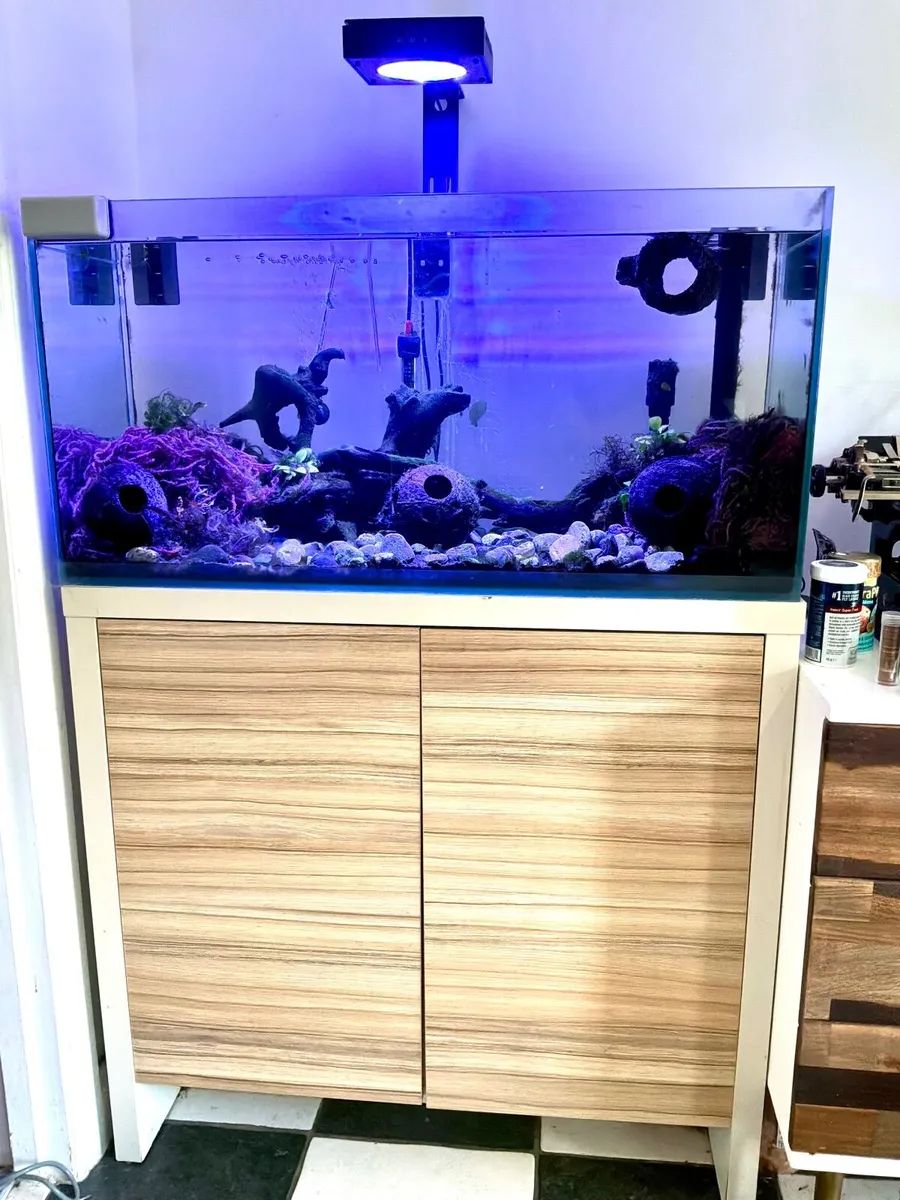 Steel Blue Killifish - Fish & Tank - Image 3