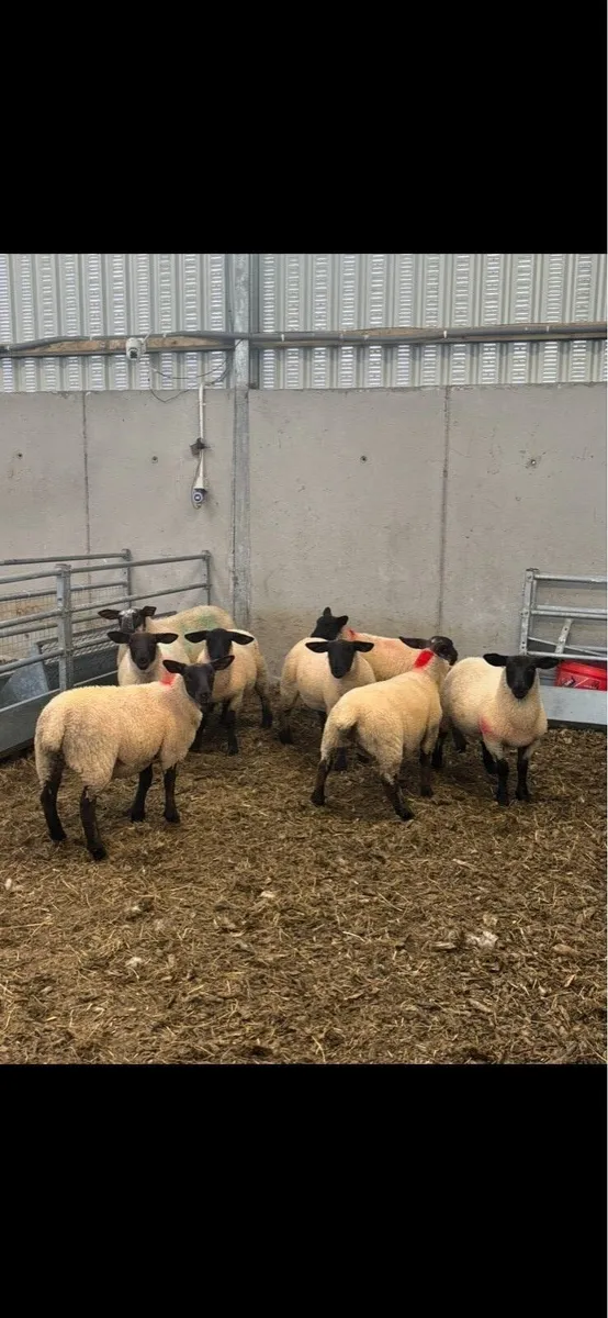 Suffolk & Suffolk X Ewe lambs - Image 1