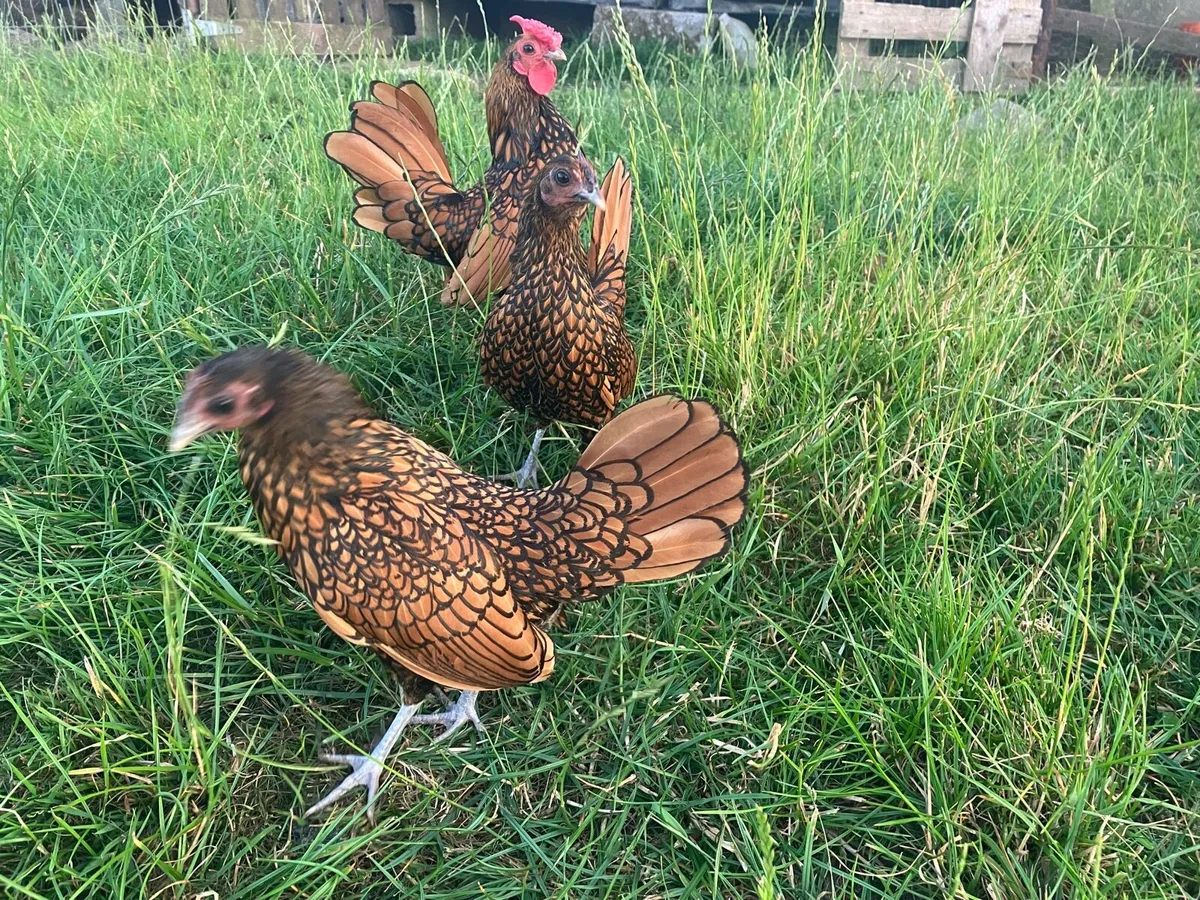 Golden sebrights and day old chicks - Image 2