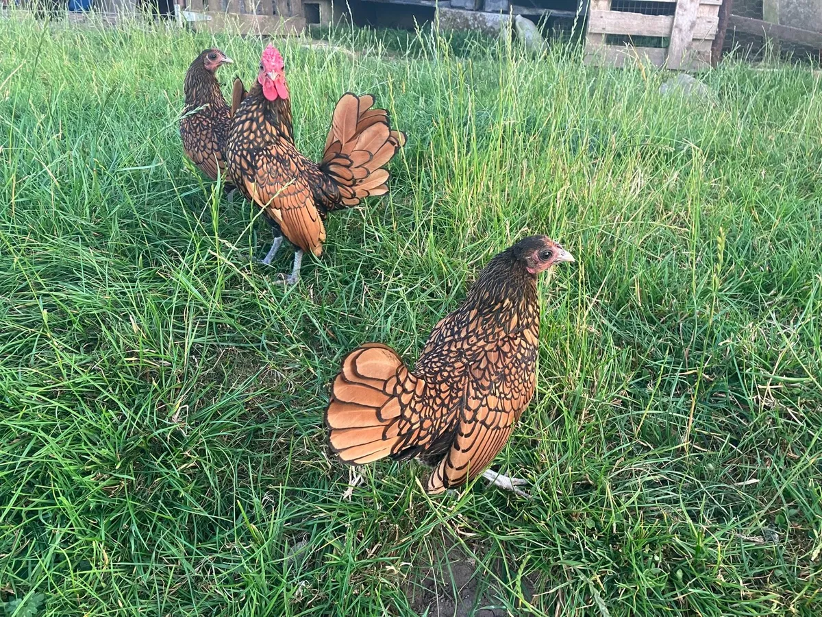 Golden sebrights and day old chicks - Image 3