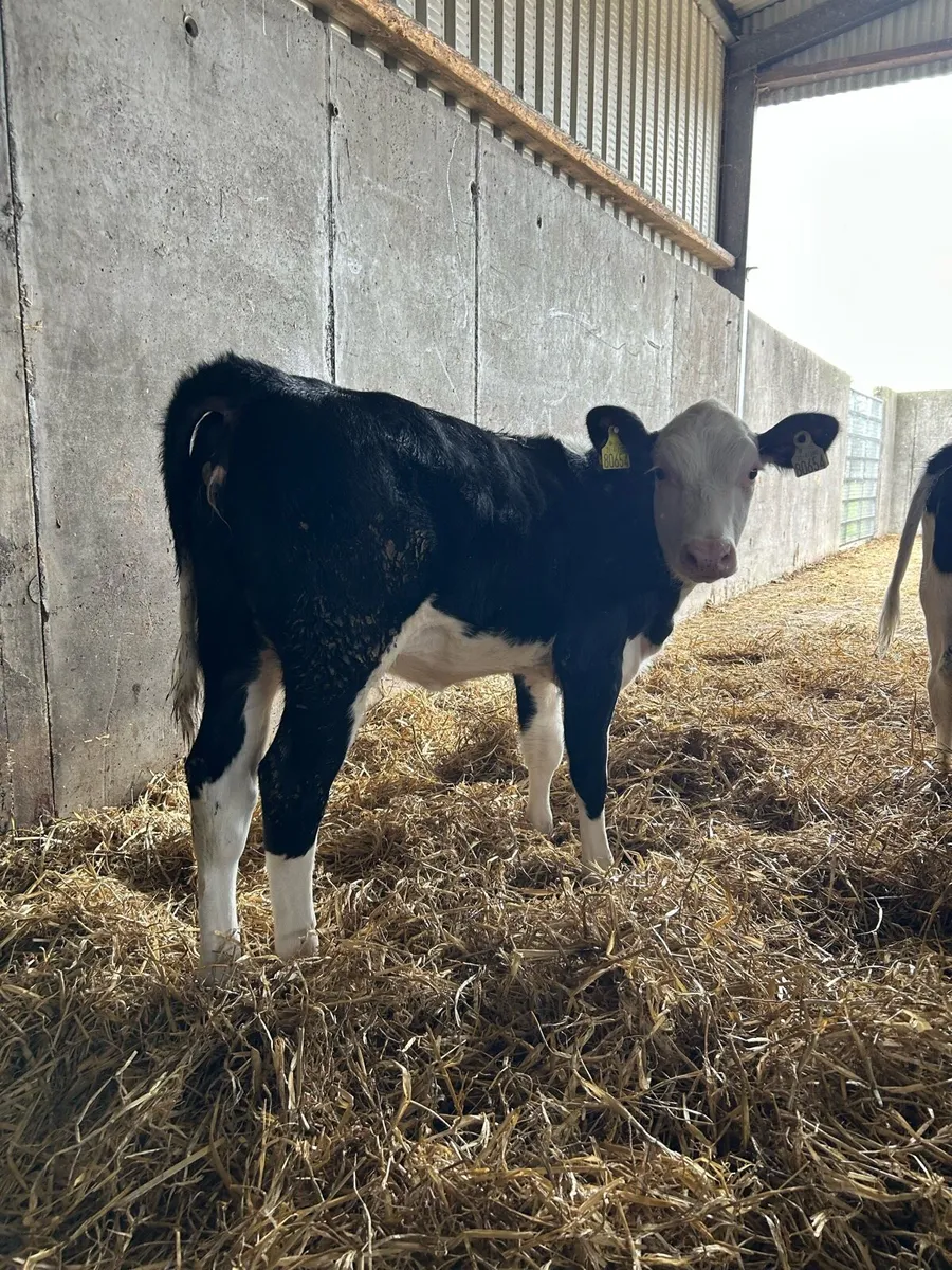 Super heifer runners - Image 2