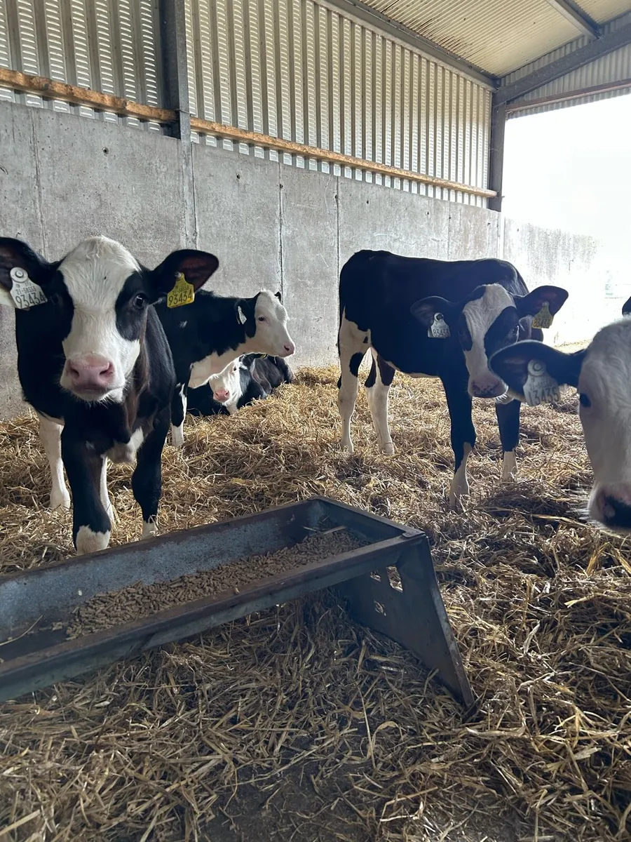 Super heifer runners - Image 3