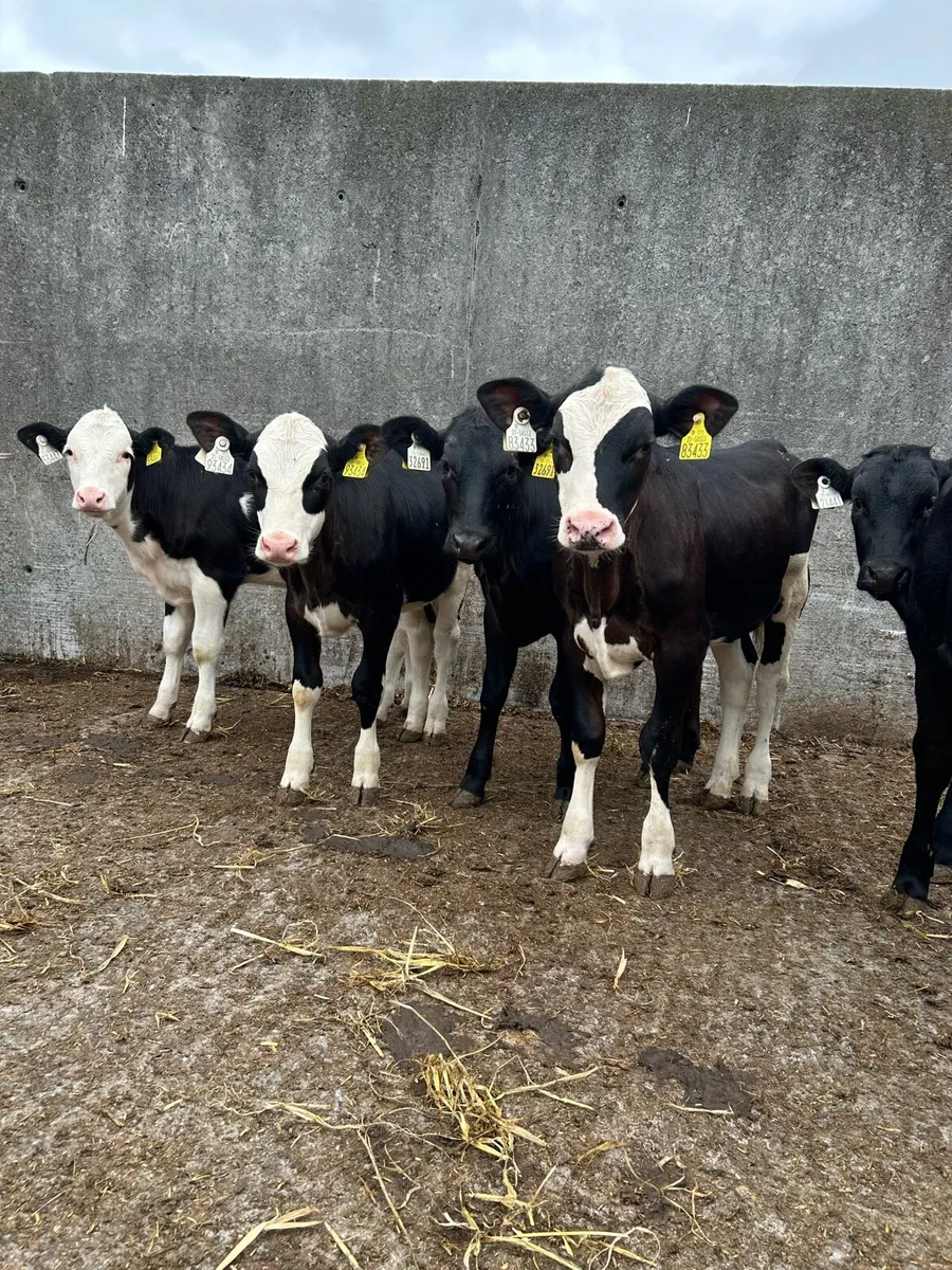 Super heifer runners - Image 1