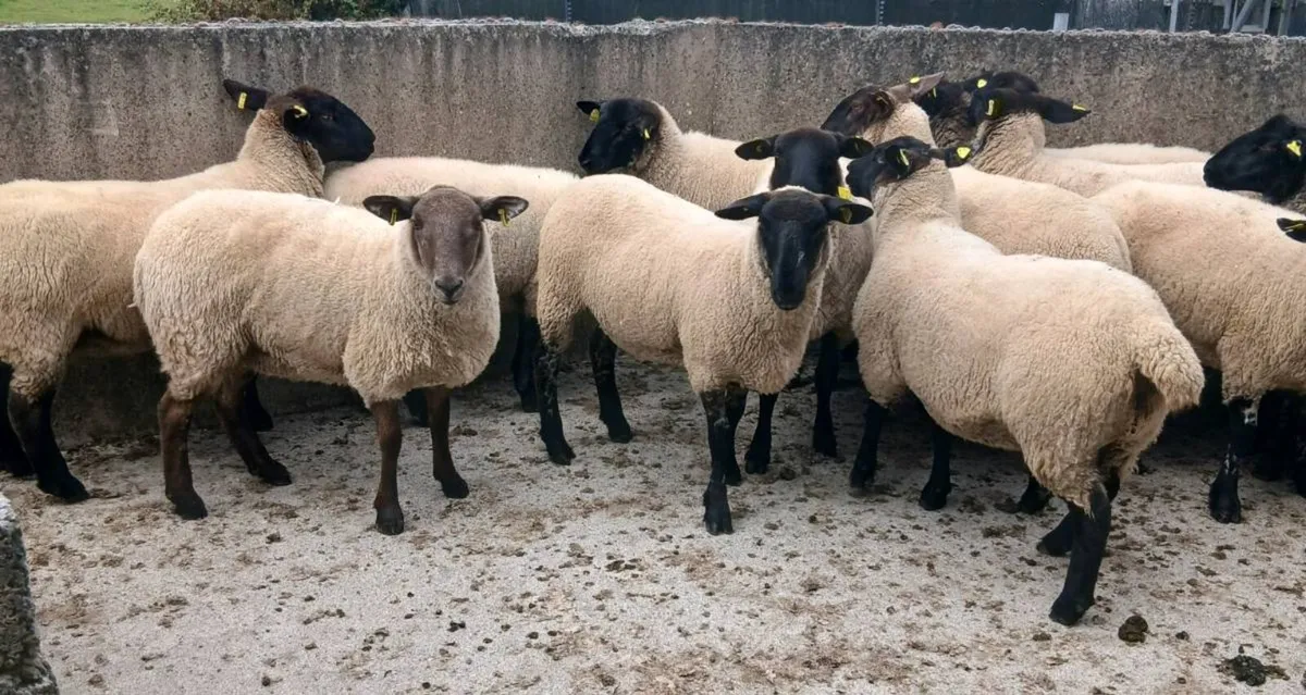 Hoggetts - Image 2