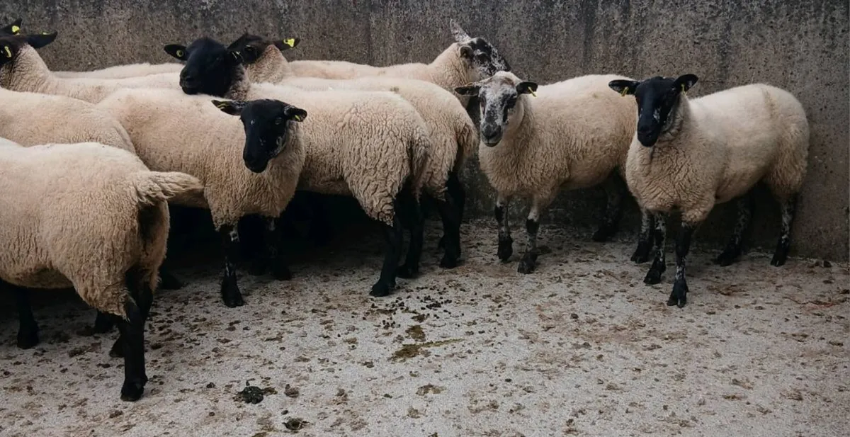 Hoggetts - Image 3