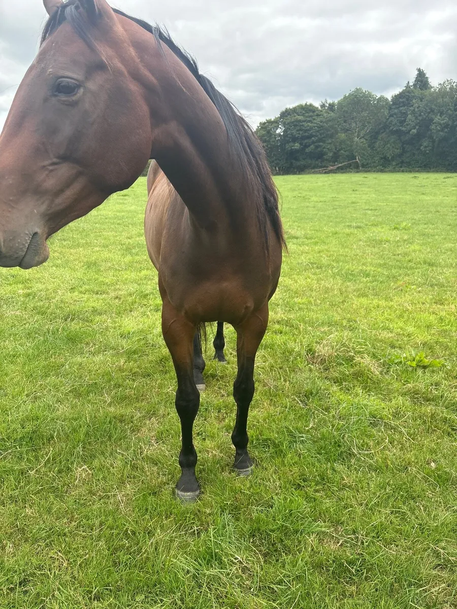 Vadamos 4 year old mare - Image 2