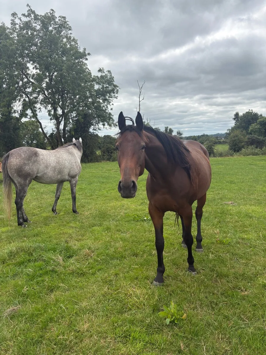 Vadamos 4 year old mare - Image 1