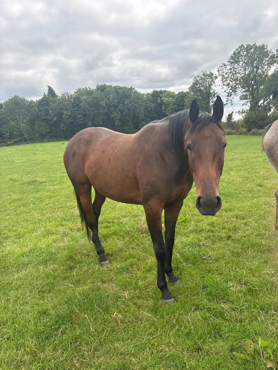 Vadamos 4 year old mare - Image 3