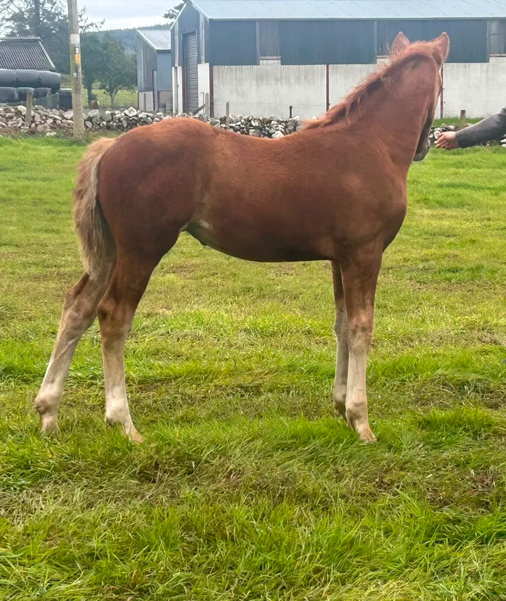 Irish Draught Filly - Image 2