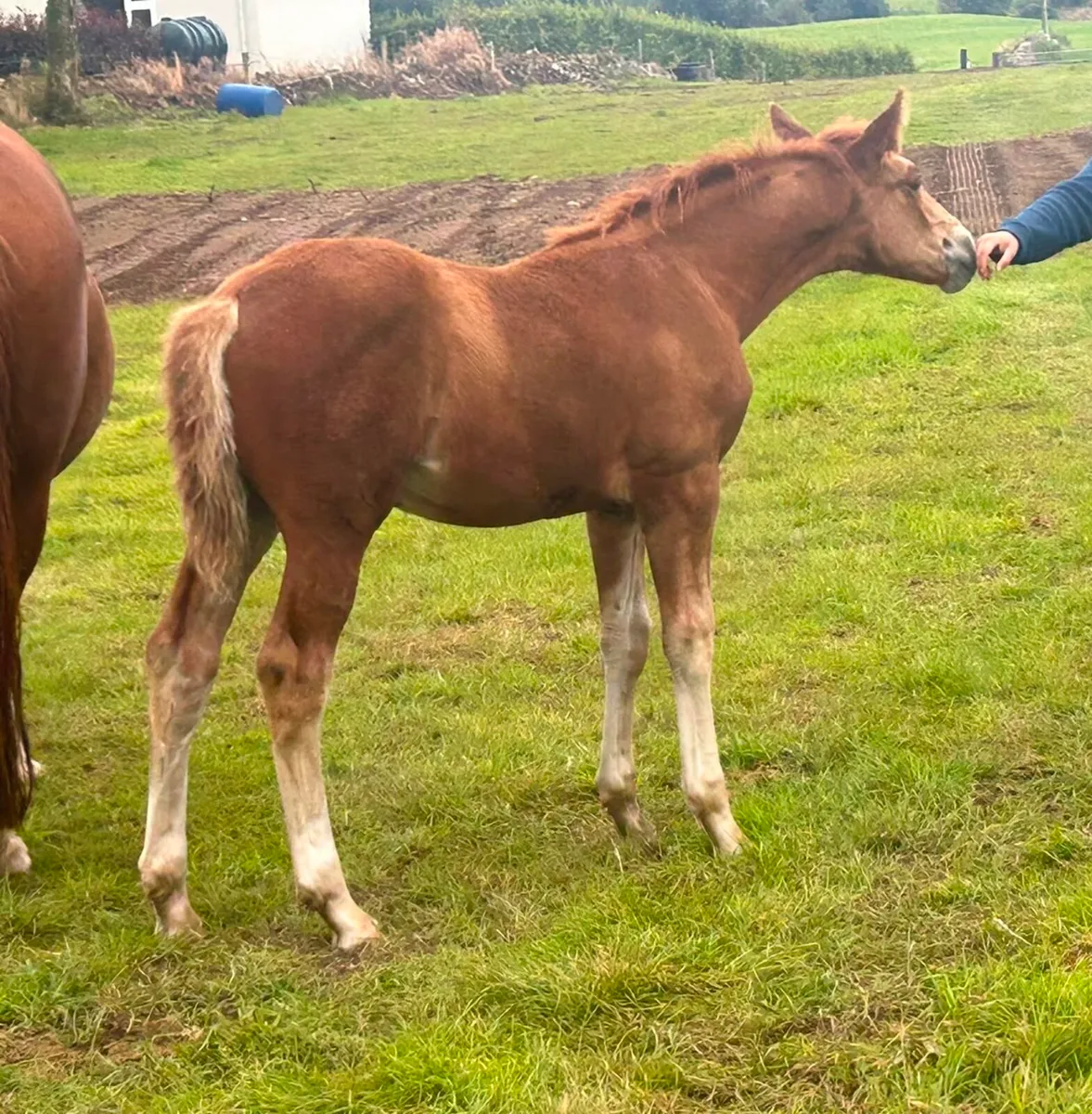 Irish Draught Filly - Image 3