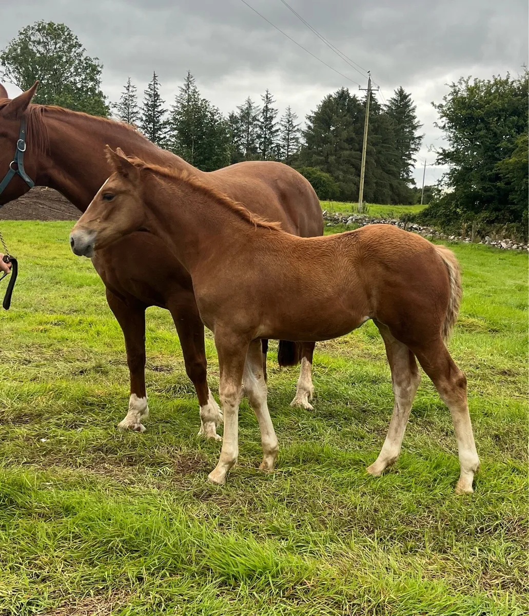 Irish Draught Filly - Image 4